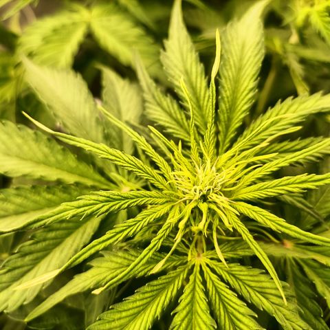 5 x green gelato automatic  growlog timeline photo