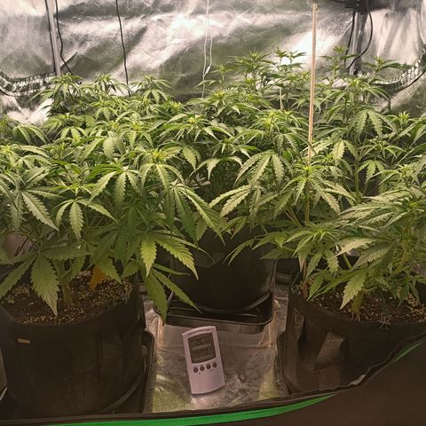 5 x green gelato automatic  growlog timeline photo