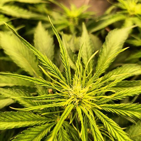 5 x green gelato automatic  growlog timeline photo