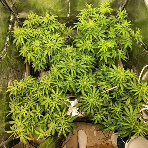 5 x green gelato automatic  growlog timeline photo