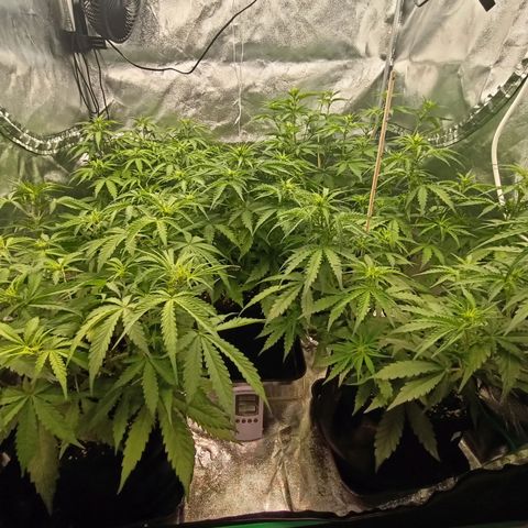 5 x green gelato automatic  growlog timeline photo