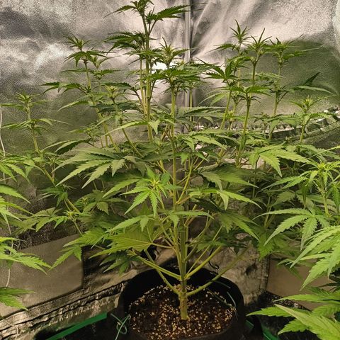 5 x green gelato automatic  growlog timeline photo