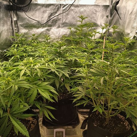 5 x green gelato automatic  growlog timeline photo