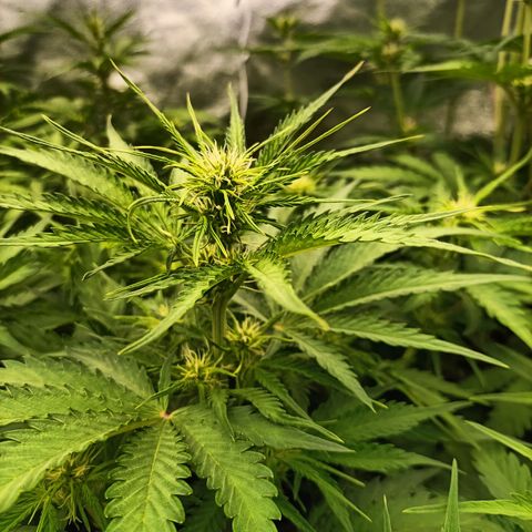 5 x green gelato automatic  growlog timeline photo