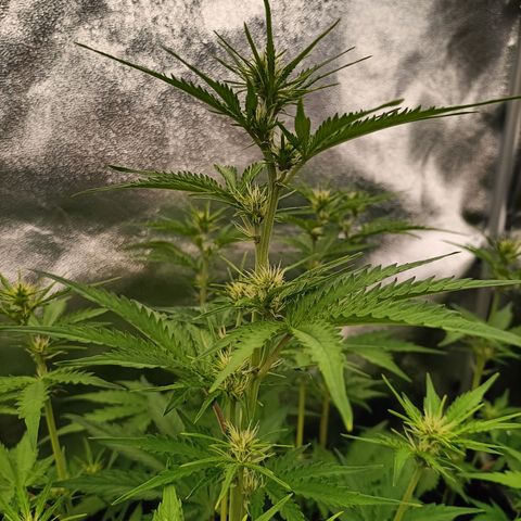 5 x green gelato automatic  growlog timeline photo