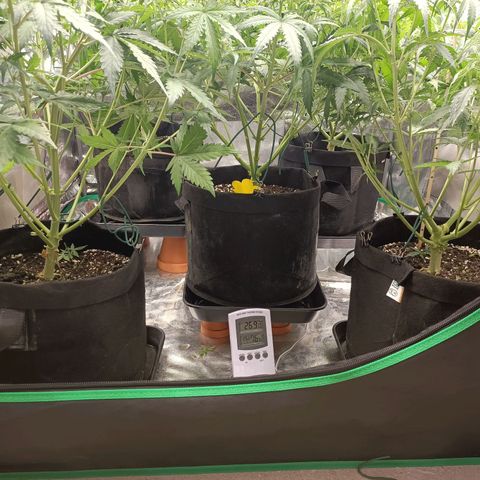5 x green gelato automatic  growlog timeline photo