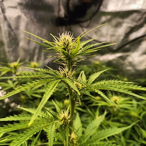 5 x green gelato automatic  growlog timeline photo