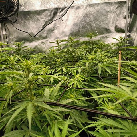 5 x green gelato automatic  growlog timeline photo