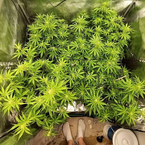 5 x green gelato automatic  growlog timeline photo