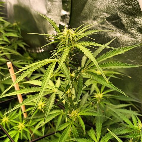 5 x green gelato automatic  growlog timeline photo