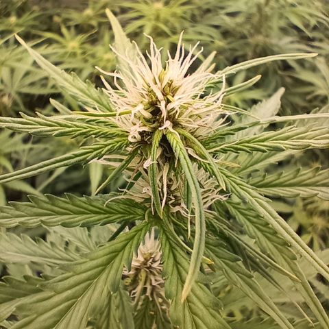 5 x green gelato automatic  growlog timeline photo