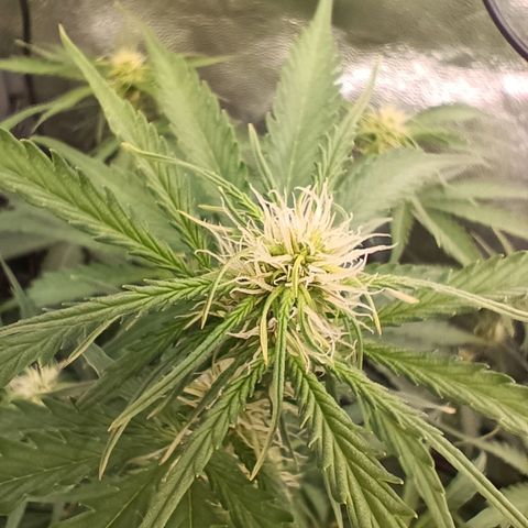 5 x green gelato automatic  growlog timeline photo