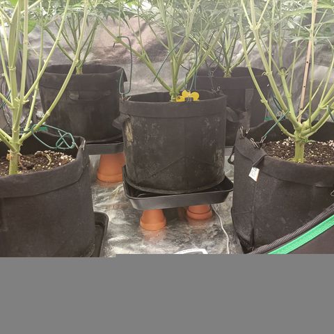 5 x green gelato automatic  growlog timeline photo