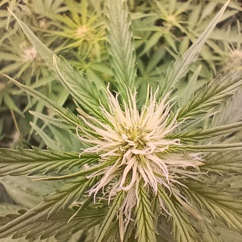5 x green gelato automatic  growlog timeline photo