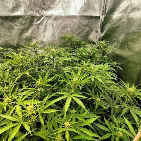 5 x green gelato automatic  growlog timeline photo