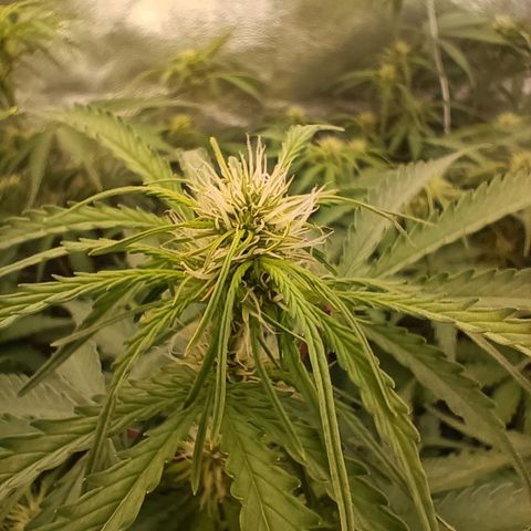 5 x green gelato automatic  growlog timeline photo