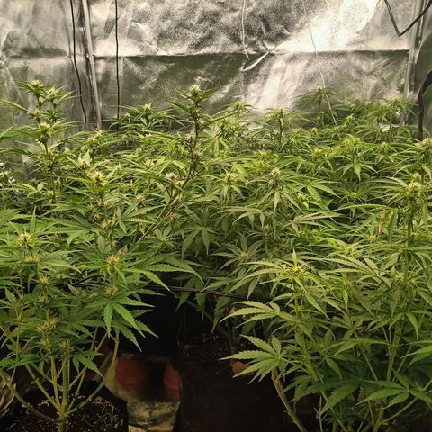 5 x green gelato automatic  growlog timeline photo