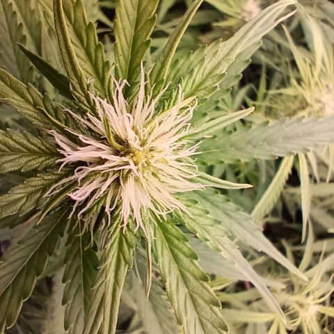 5 x green gelato automatic  growlog timeline photo