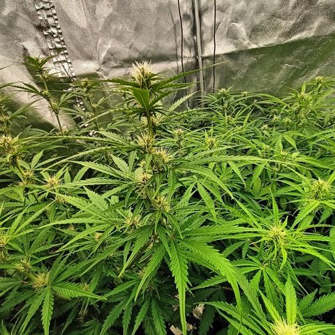 5 x green gelato automatic  growlog timeline photo