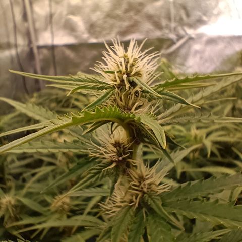 5 x green gelato automatic  growlog timeline photo