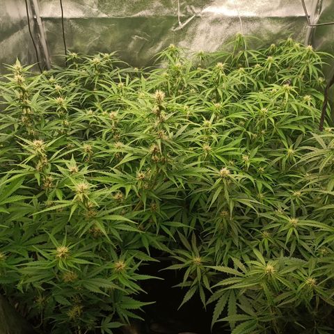 5 x green gelato automatic  growlog timeline photo