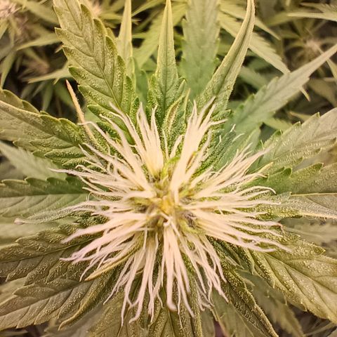 5 x green gelato automatic  growlog timeline photo
