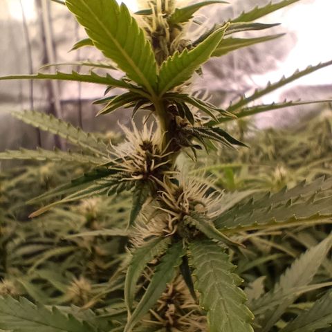 5 x green gelato automatic  growlog timeline photo