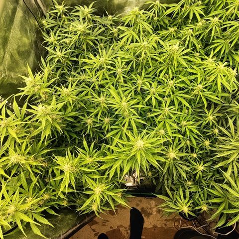 5 x green gelato automatic  growlog timeline photo