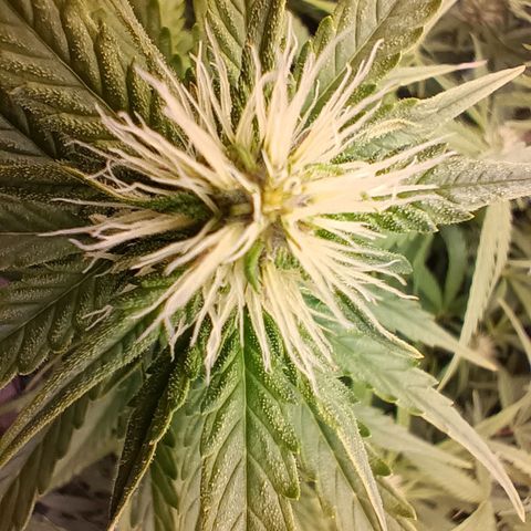 5 x green gelato automatic  growlog timeline photo