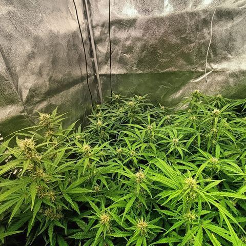 5 x green gelato automatic  growlog timeline photo