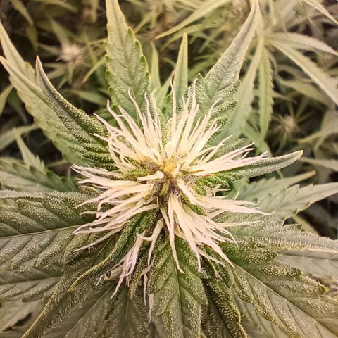 5 x green gelato automatic  growlog timeline photo