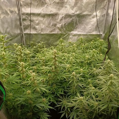 5 x green gelato automatic  growlog timeline photo