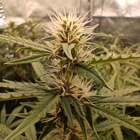 5 x green gelato automatic  growlog timeline photo