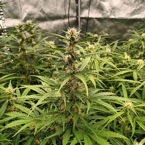 5 x green gelato automatic  growlog timeline photo