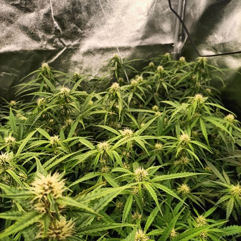 5 x green gelato automatic  growlog timeline photo