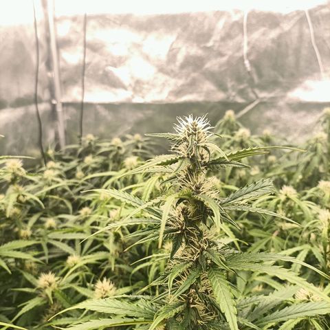 5 x green gelato automatic  growlog timeline photo