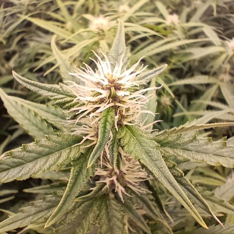 5 x green gelato automatic  growlog timeline photo