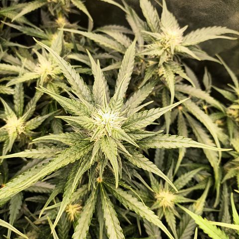 5 x green gelato automatic  growlog timeline photo