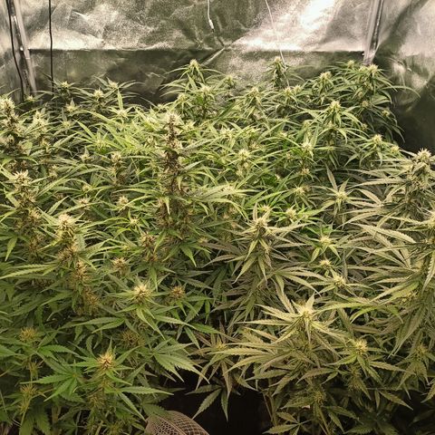 5 x green gelato automatic  growlog timeline photo
