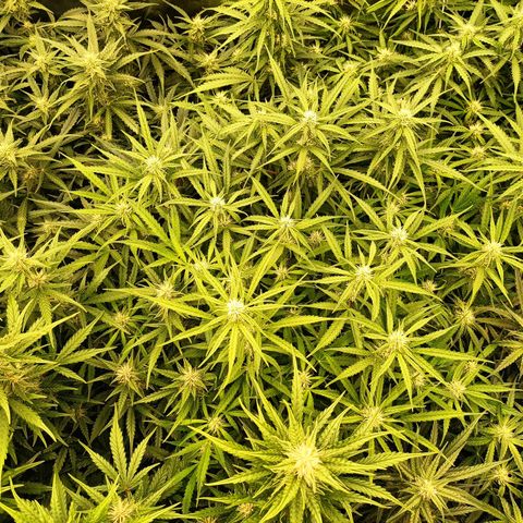 5 x green gelato automatic  growlog timeline photo