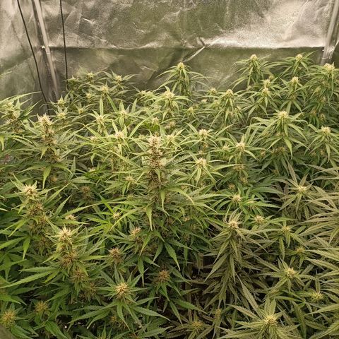 5 x green gelato automatic  growlog timeline photo