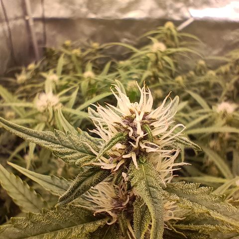5 x green gelato automatic  growlog timeline photo