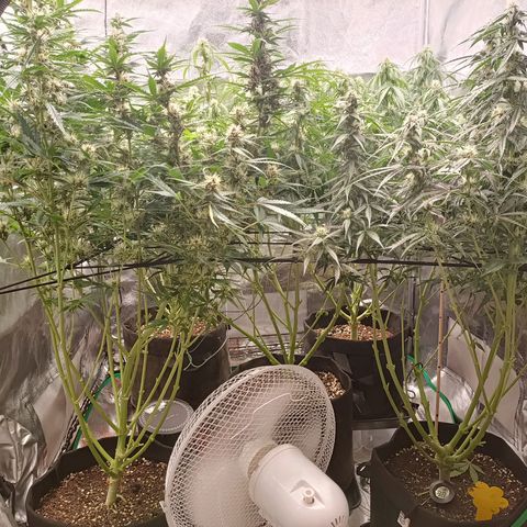 5 x green gelato automatic  growlog timeline photo