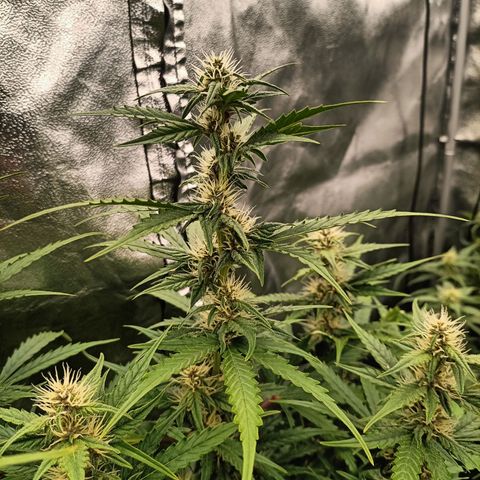 5 x green gelato automatic  growlog timeline photo