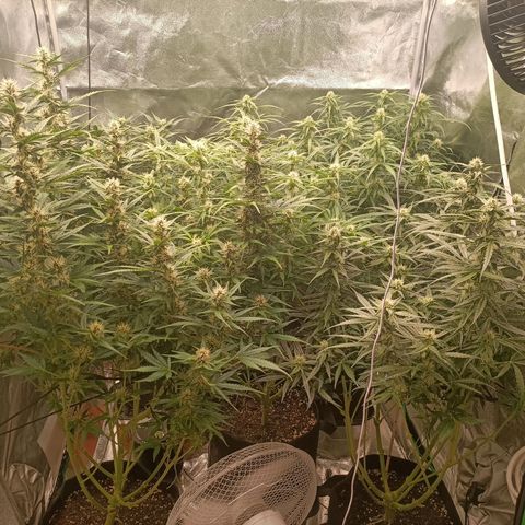 5 x green gelato automatic  growlog timeline photo