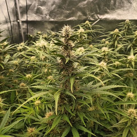 5 x green gelato automatic  growlog timeline photo