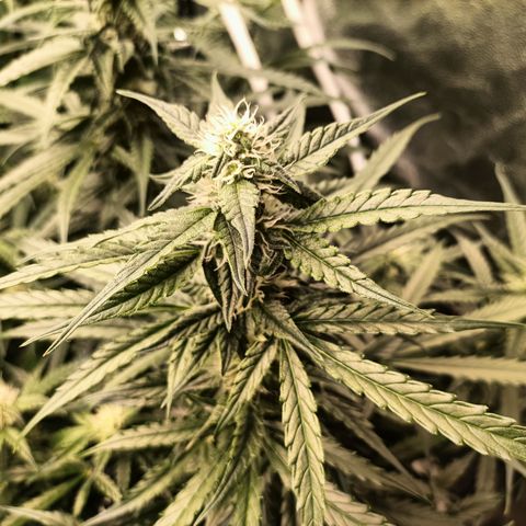 5 x green gelato automatic  growlog timeline photo