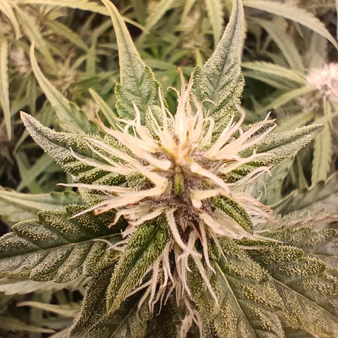 5 x green gelato automatic  growlog timeline photo