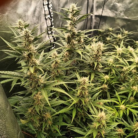 5 x green gelato automatic  growlog timeline photo