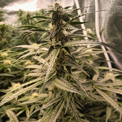 5 x green gelato automatic  growlog timeline photo